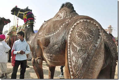 Camel Hair Design-Interesting and Amazing Facts About India